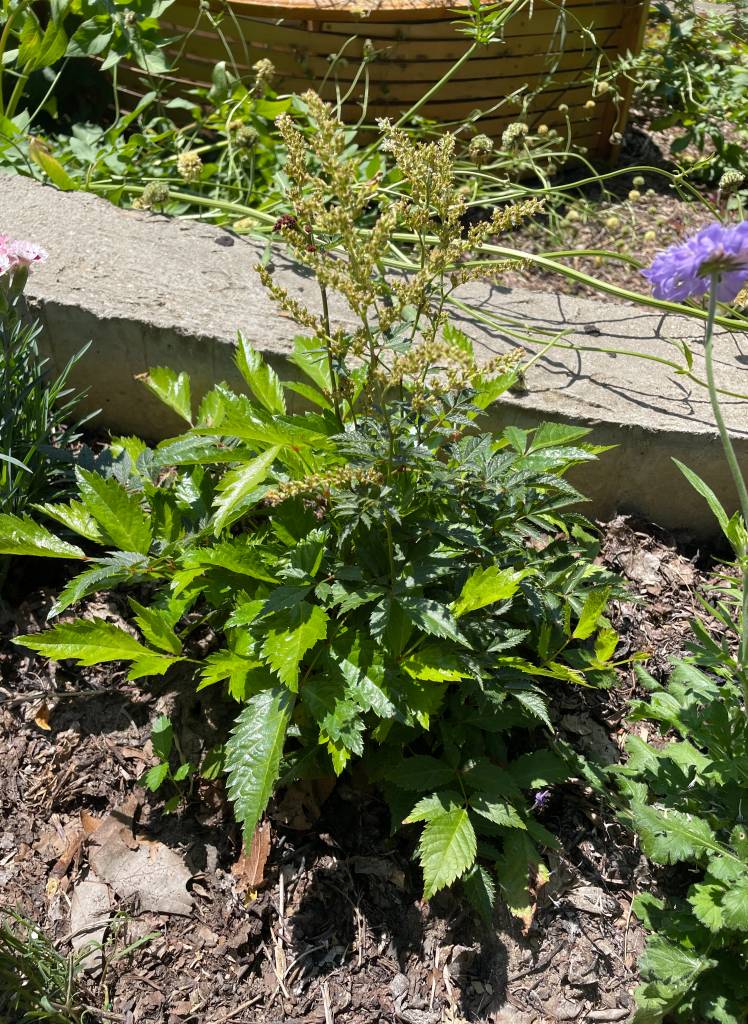 Plant name: Bridal Veil Astilbe Astilbe arendsii 